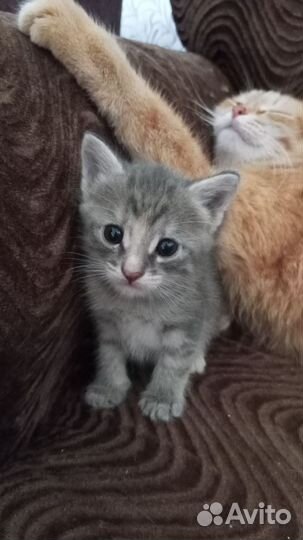 Отдам в добрые руки