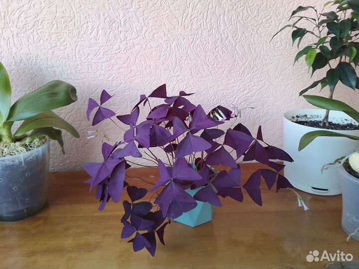 Оксалис или кислица фиолетовая