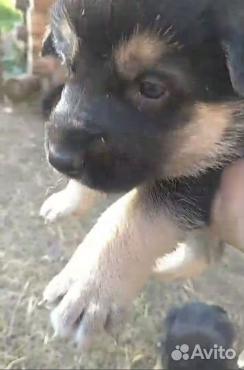 Отдам в добрые руки