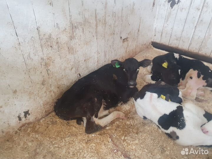 Бычки мясного направление Бесплатная доставка