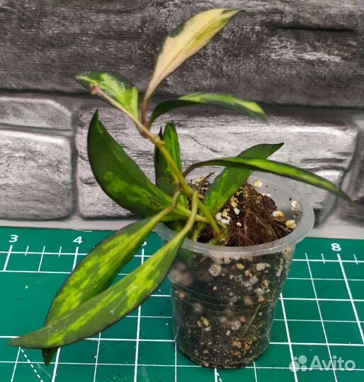 Мелколистные хойи 1