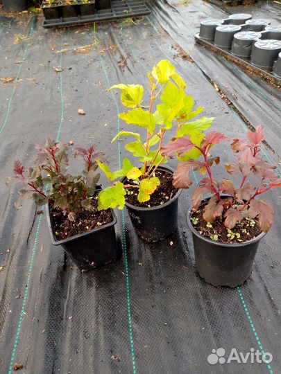 Пузыреплодник р9