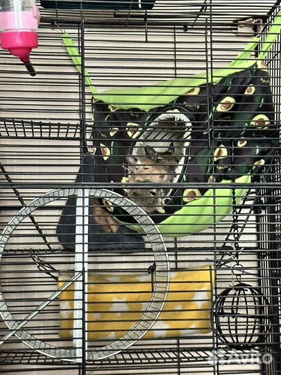 Белки в добрые руки