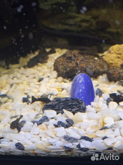 Сомики анциструсы