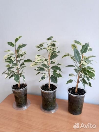 Фикус Бенджамин