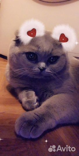 Британский кот на вязку