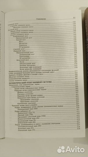 Анатомия человека Привес