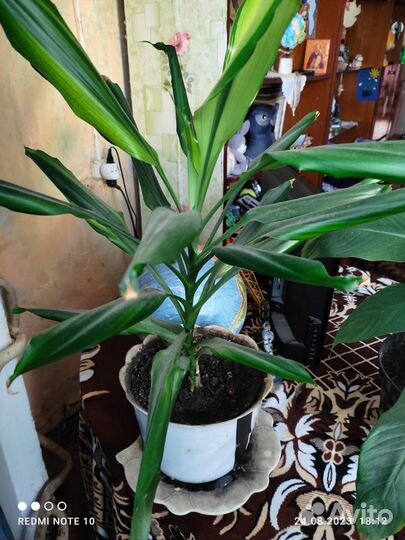 Продам цветок