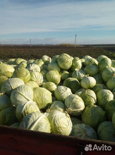 Продам капусту оптом