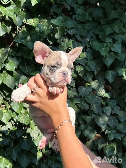 Зеленоглазый блондин