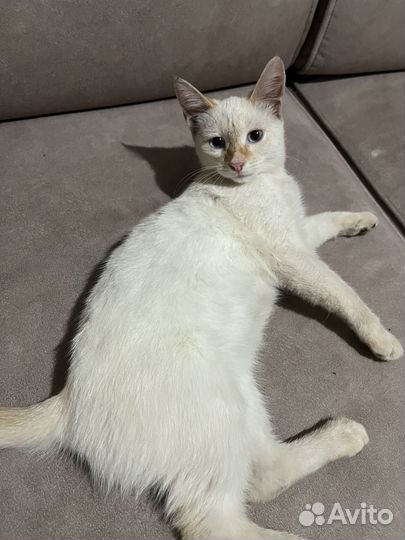 Отдам котенка в добрые руки