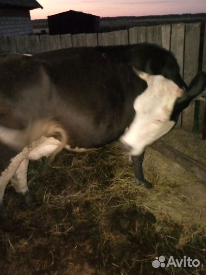 Коровы стельные дойные