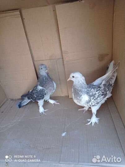 Голуби такла