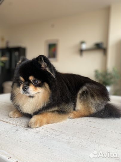 Груминг, стрижка собак, тримминг, доставка