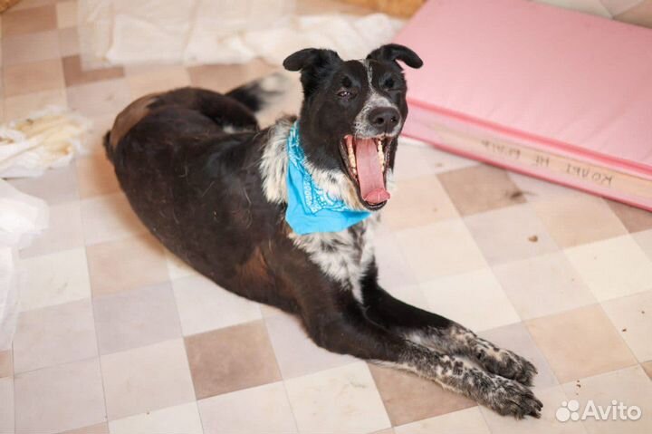 Спасите Кольта из приюта плохо ходит