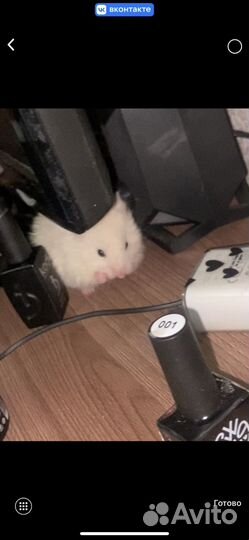 Продаются сирийский хомяк и хомячиха