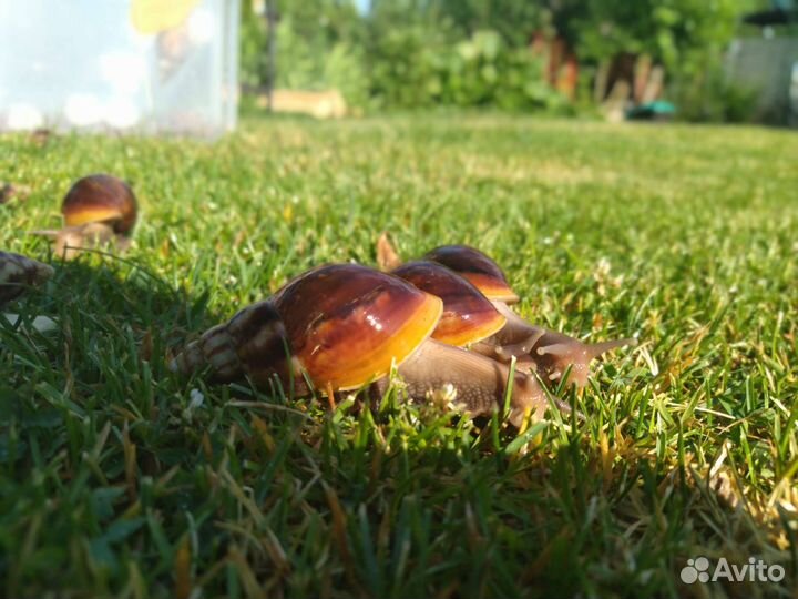 Улитки ахатины