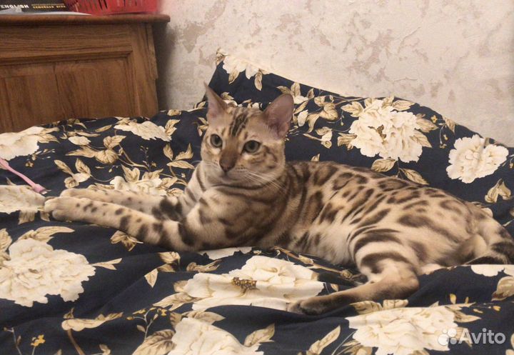 Бенгальский кот вязка