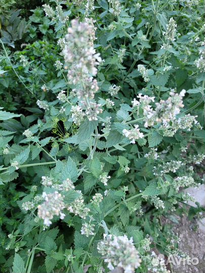 Мята ментоловая