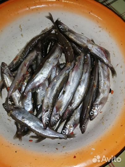 Мойва крупная сахалин