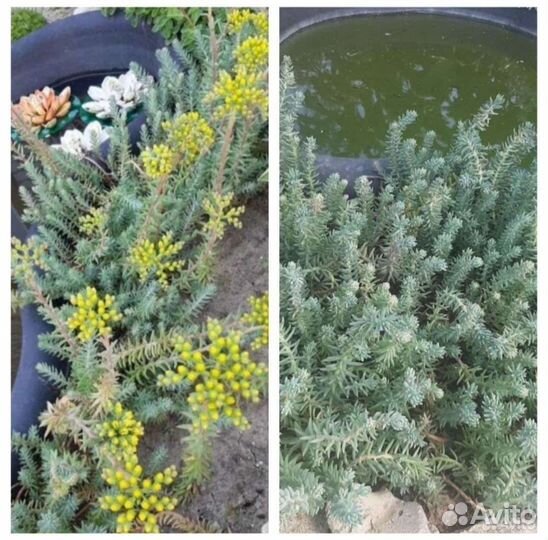 Почвопокровные растения