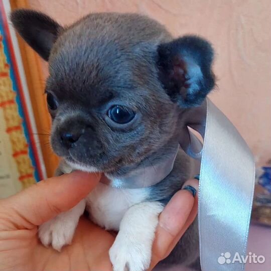 Мини девочка чихуахуа