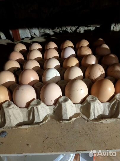 Инкубационное яйцо