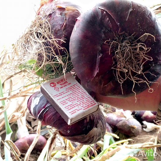 Рассада лука эксибишен