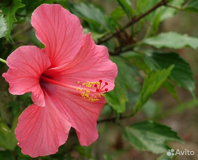 Продам китайскую розу и замиокулькас