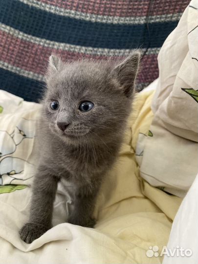 Серый пушистый котенок