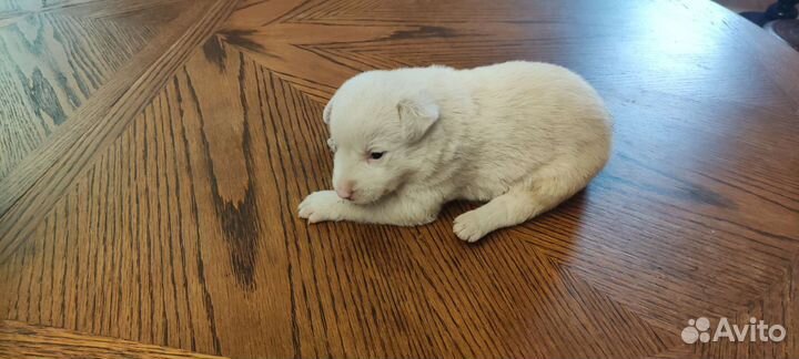 Щенки бесплатно