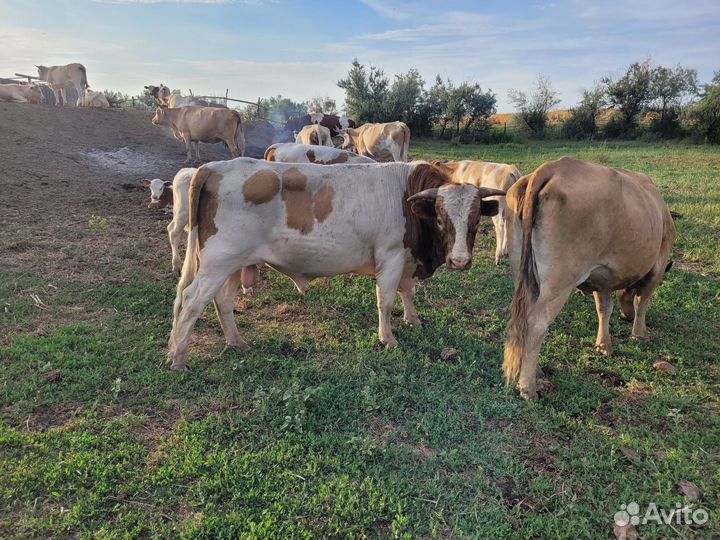 Коровы и быки