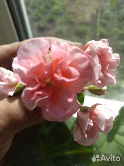 Пеларгония