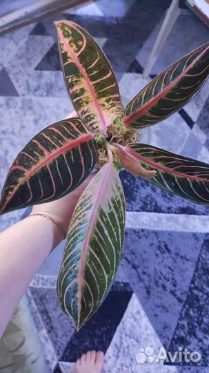 Аглаонема Пинк сумантра
