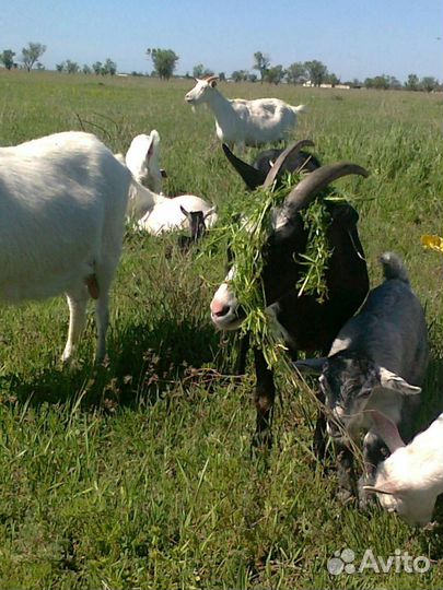 Молочные козы