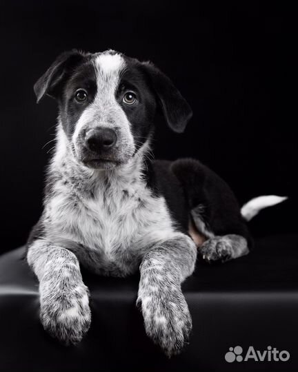 Щенок, мальчик, 2,5 месяца, в добрые руки