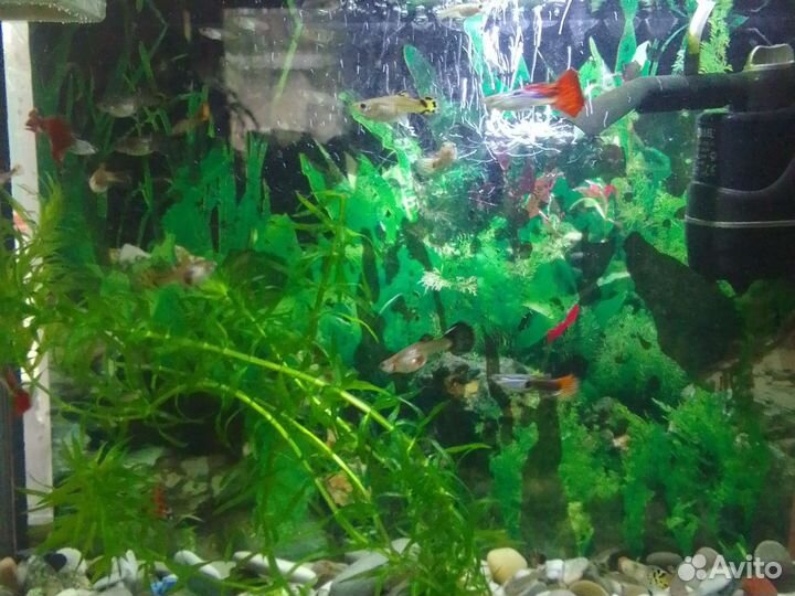 Гуппи мальки красавцы