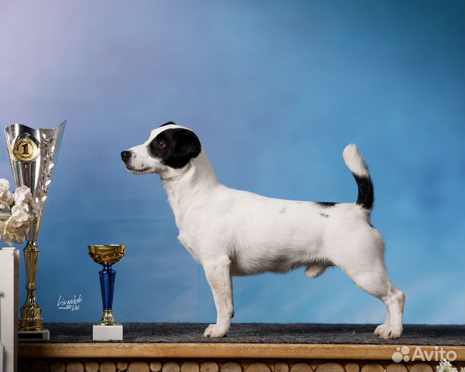 Джек рассел терьер.Вязка. Бело-черный кобель