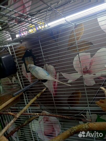 Волнистый попугай,пара