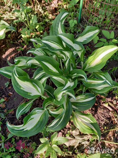 Хоста вариегатная волнистая