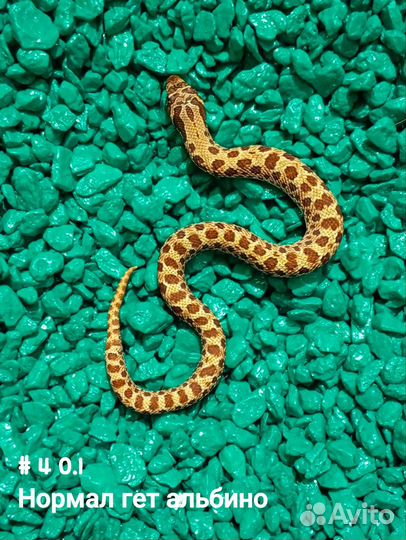 Змея свиноносый уж