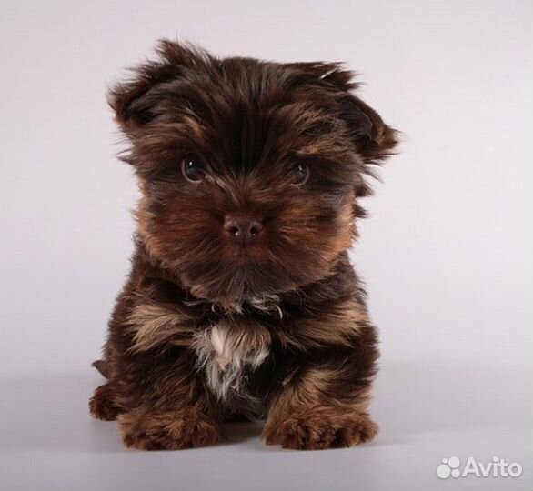 Девчонка - Зажигалка