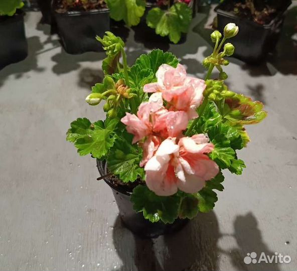 Пеларгония герань