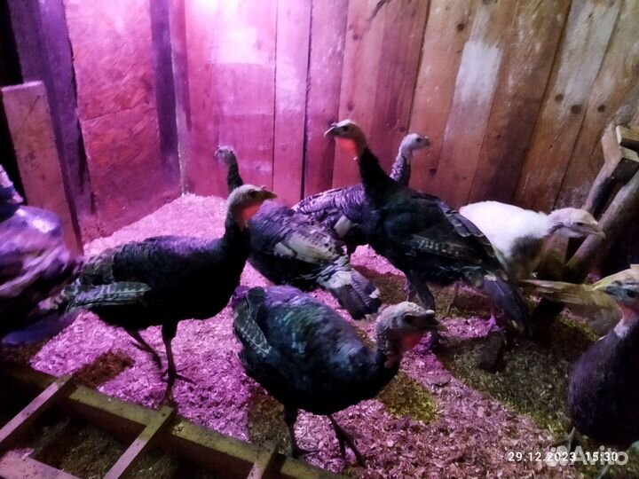Куры несушк. и петухи.Индюк.Яйцо гусиное инк