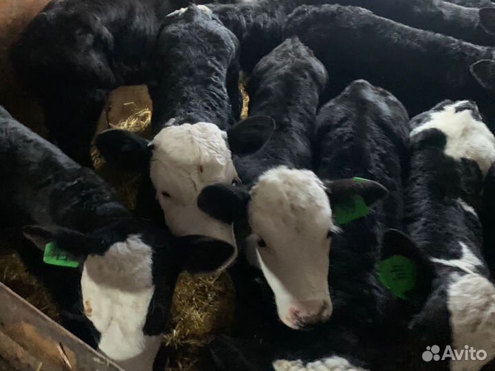 Телята разных пород
