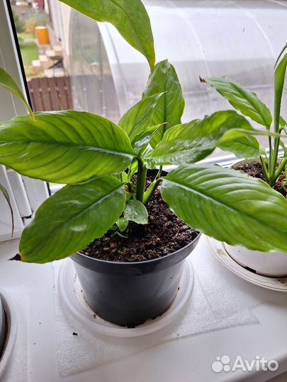 Спатифилум