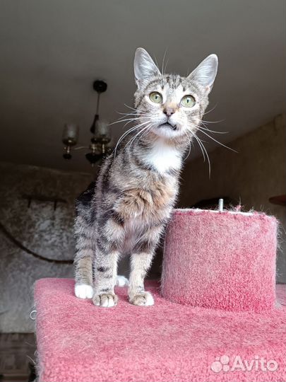 Мраморная супер ласковая кошка