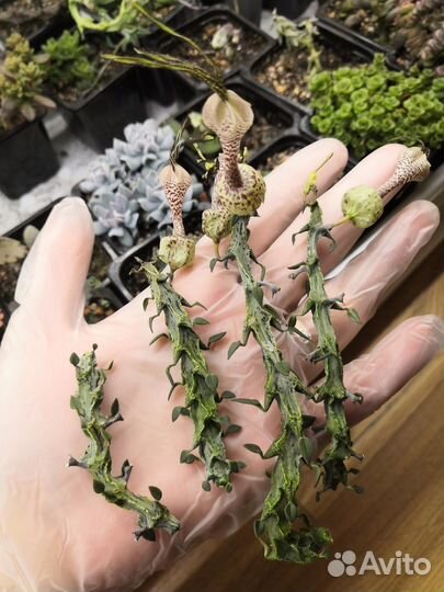 Суккуленты 6