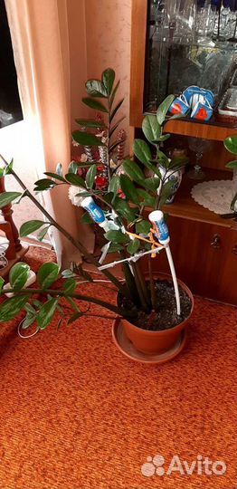 Цветок комнатный Замиокулькас