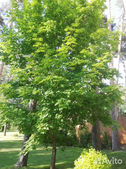 Декоративные растения